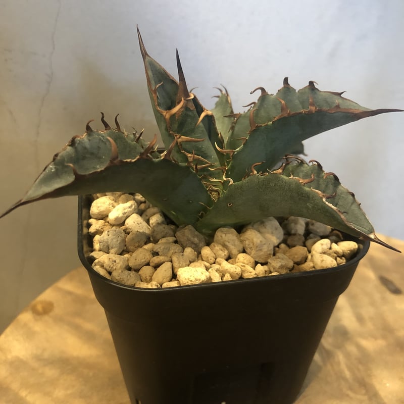 アガベ チタノタ オアハカ 輸入株 | GREEN LUCK