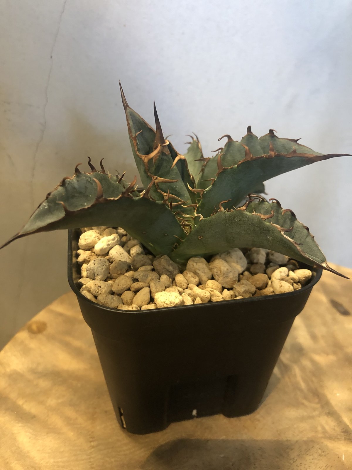 アガベ チタノタ オアハカ 輸入株 | GREEN LUCK