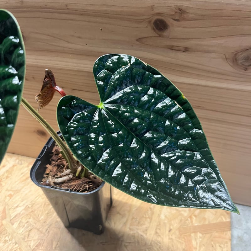 アンスリウム ルクスリアンス 'ブラック' | GREEN LUCK