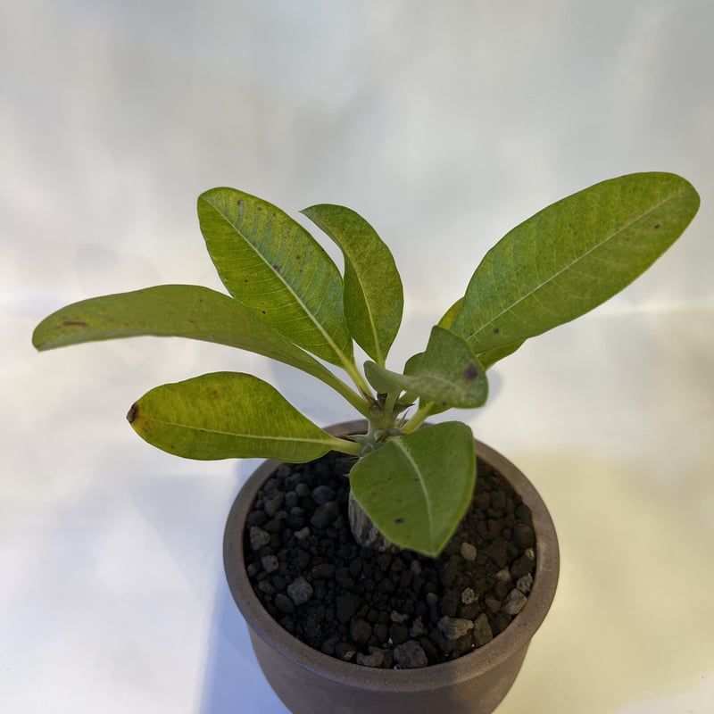 パキポディウム ウィンゾリー×伝市鉢 | GREEN LUCK