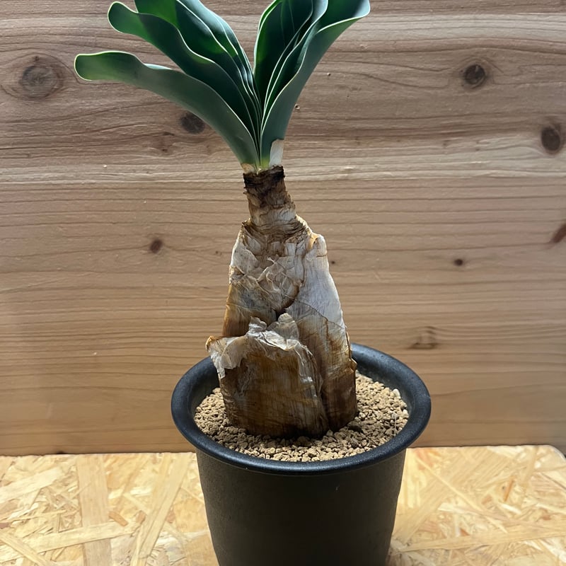 ブーファン　ハエマンソイデス ブーファン ハエマンソイデス すごく綺麗な葉！ #ブーファンハエマン