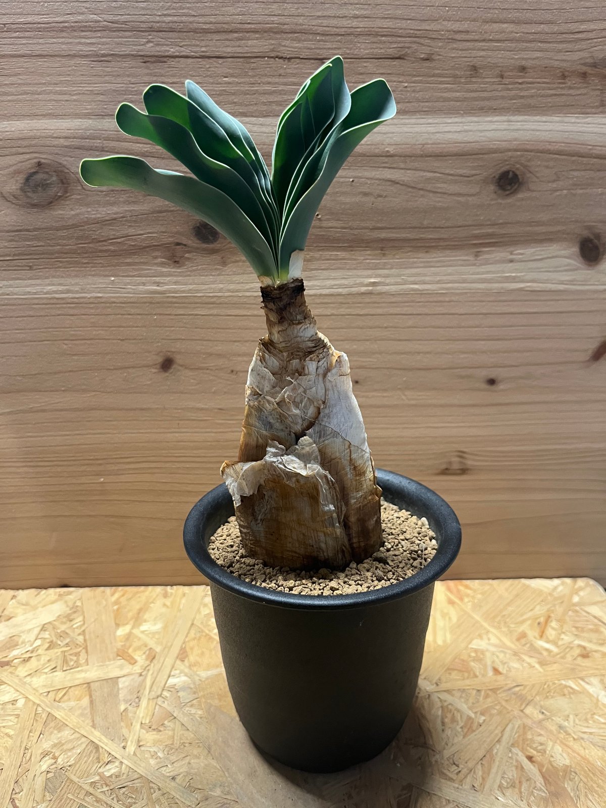 【送料込み】ブーファン ハエマンソイデス fit=scale-down,w=1200