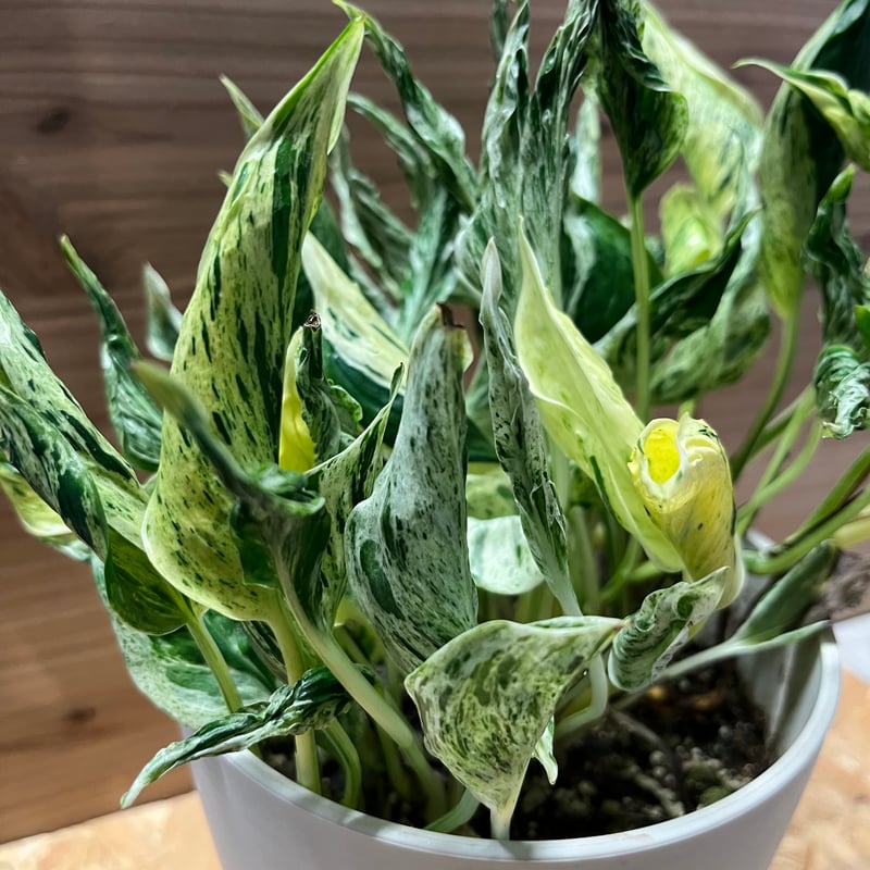 ポトス テルノラブソング | GREEN LUCK