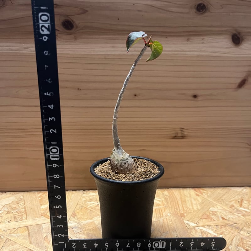 フィカス　ペティオラリス フィカス・ペティオラリスの育て方 | 観葉植物・お花の通販 AND