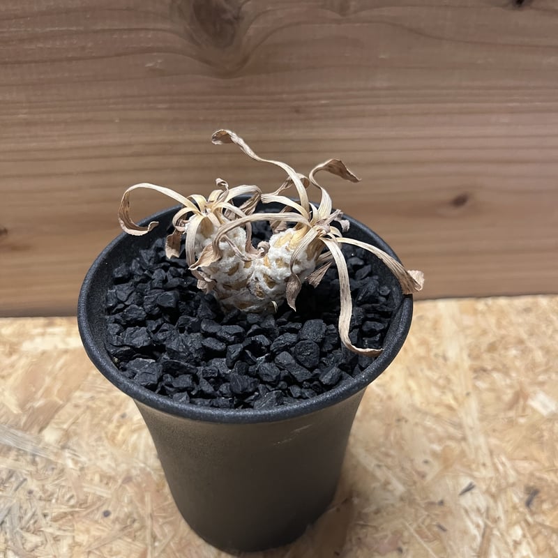 オトンナ レトロルサ | GREEN LUCK