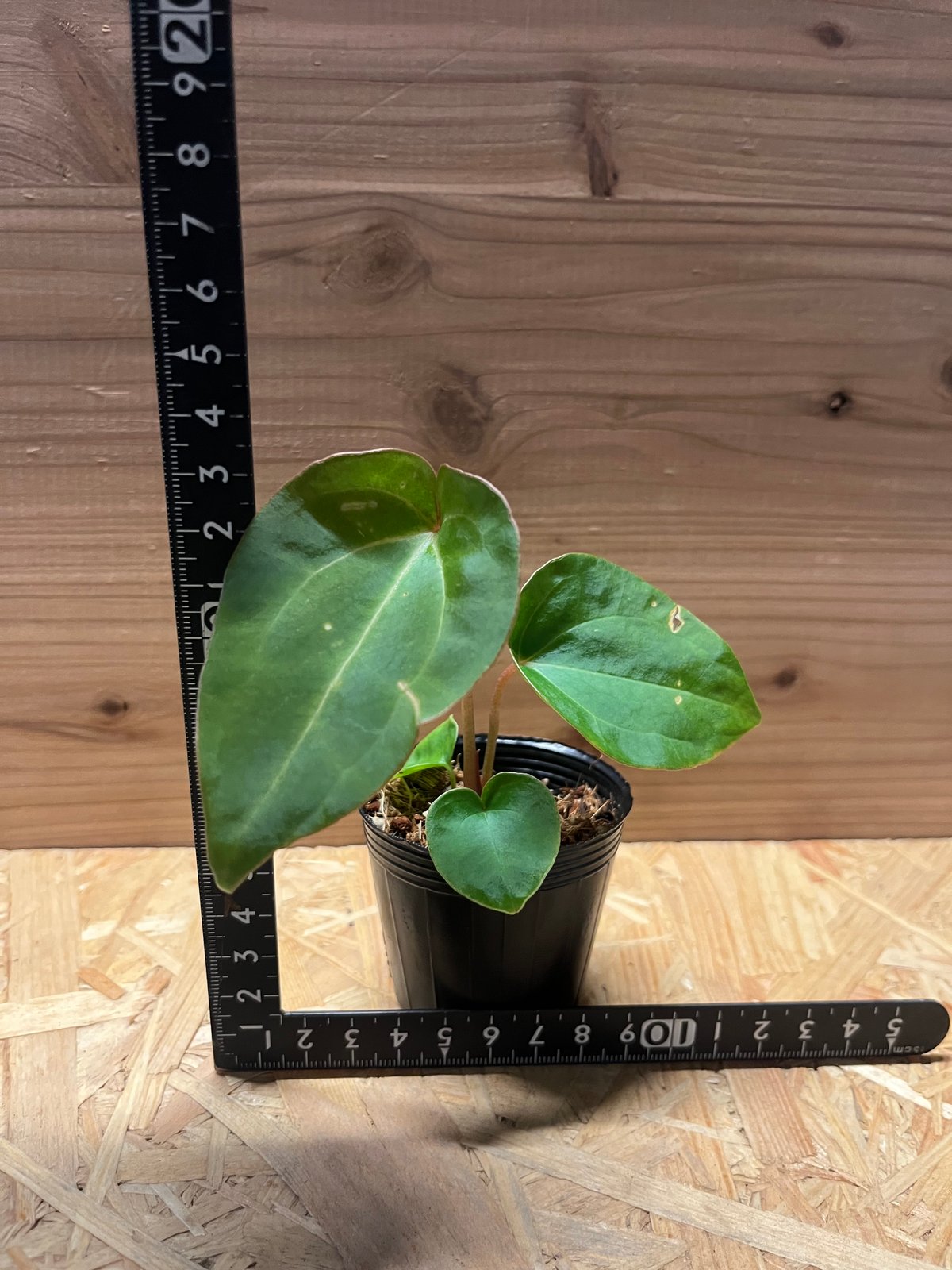 アンスリウム　besseae aff アンスリウム ベッセアエ アフ Anthurium Besseae aff 入手困難で希少