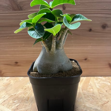 準親株！255cm耐寒強◇スーパードワーフ・キングナムワ◇関東露地&鉢植