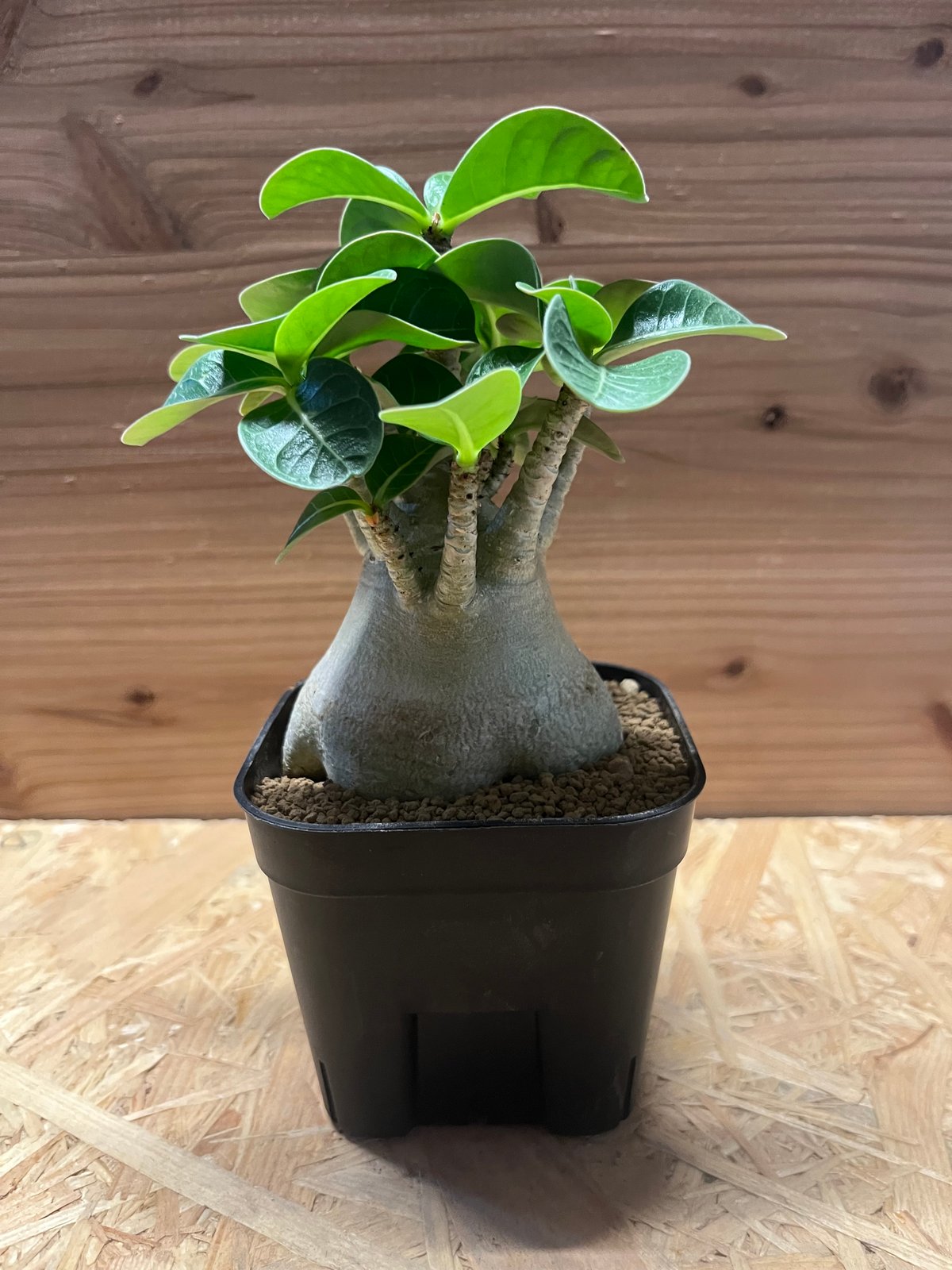 アデニウム アラビカム スーパードワーフ | GREEN LUCK