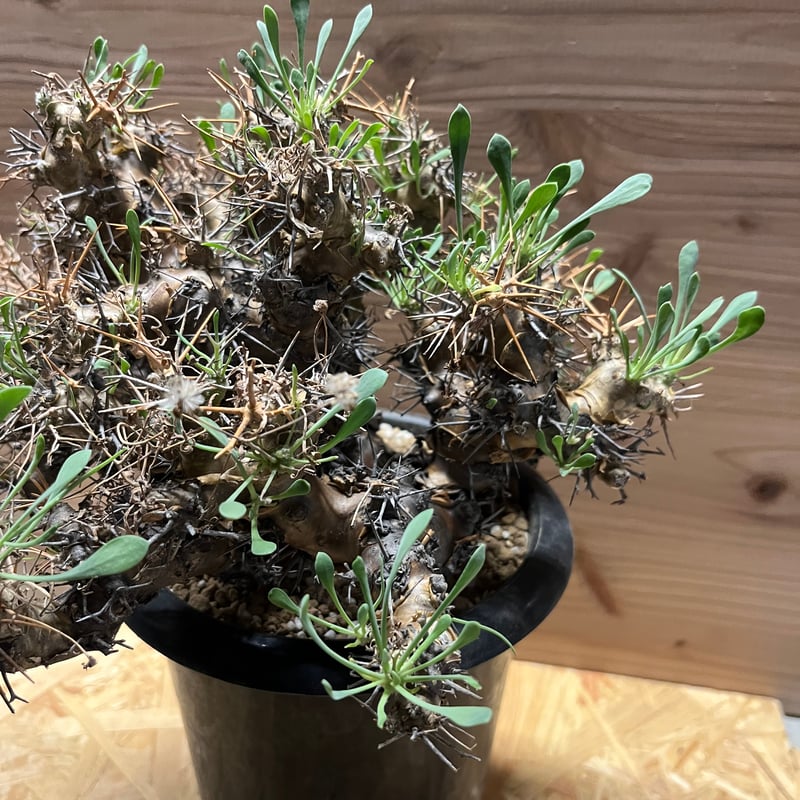 オトンナ ユーフォルビオイデス 黒鬼城 大株 | GREEN LUCK