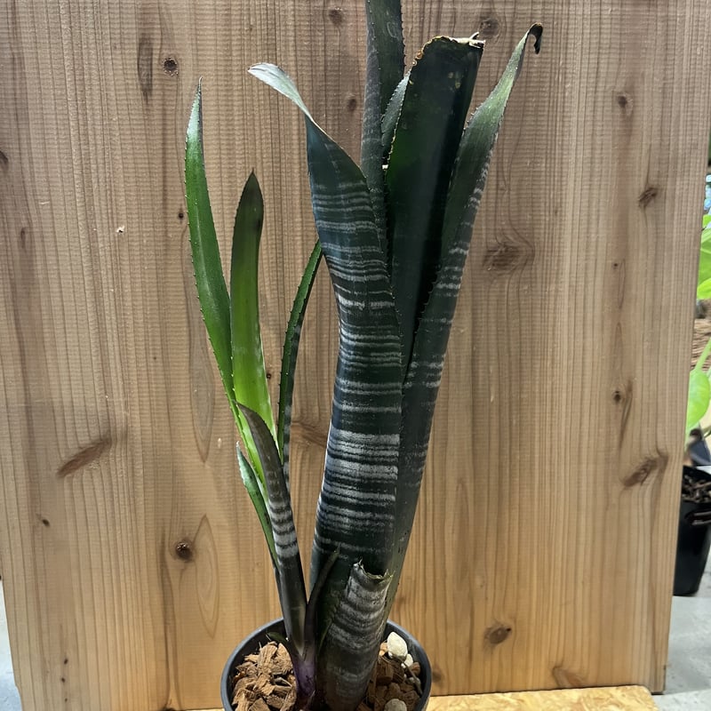 ビルベルギア ダースベイダー | GREEN LUCK