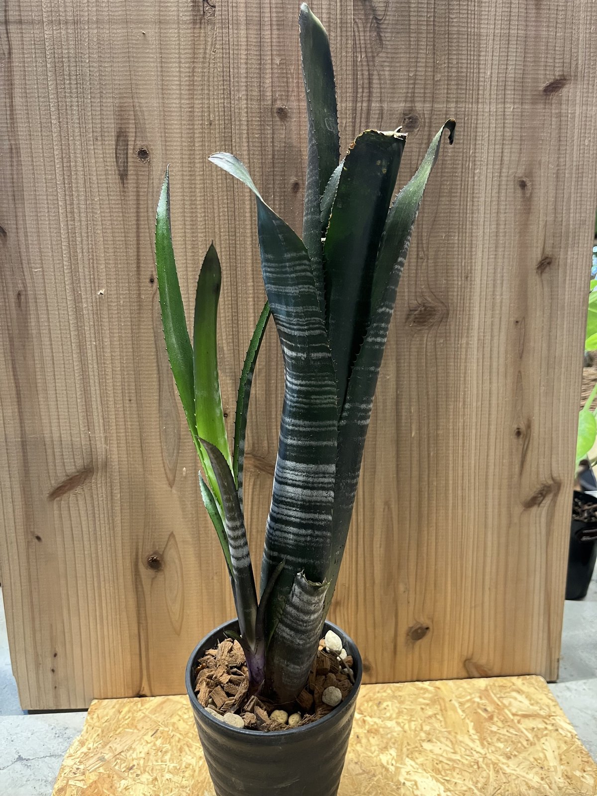 ビルベルギア ダースベイダー | GREEN LUCK