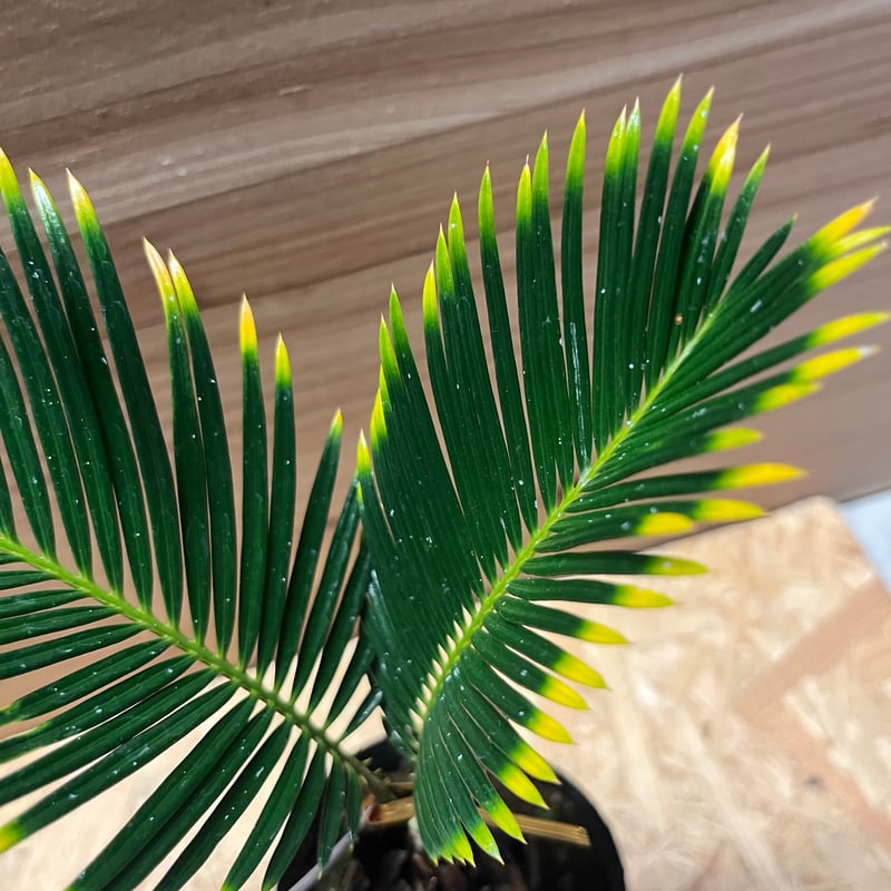 金環ソテツ | GREEN LUCK