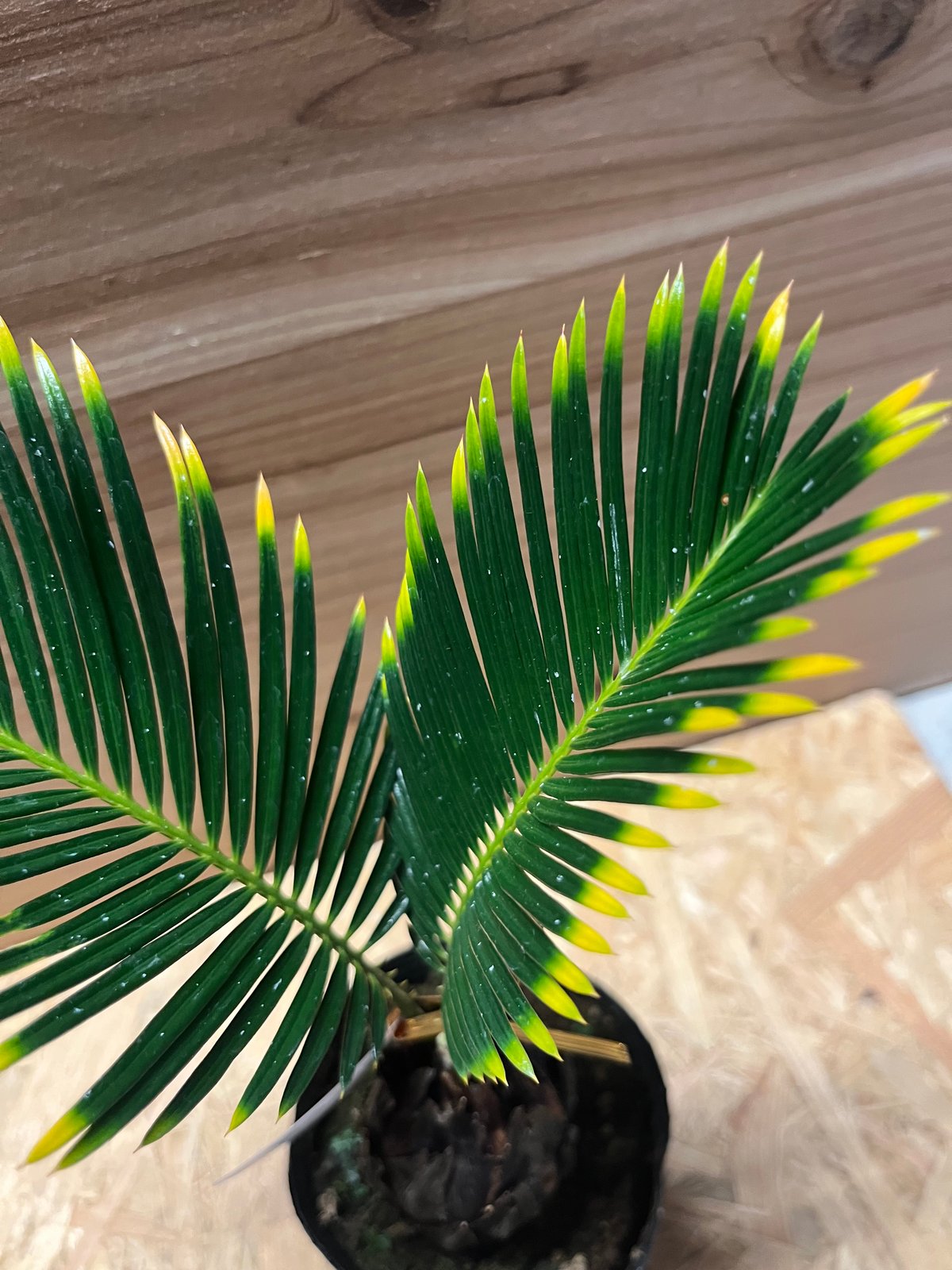 金環ソテツ　確認用 金環ソテツ 確認用 ソテツ：金環ソテツ 6号鉢植え の通販 | 園芸