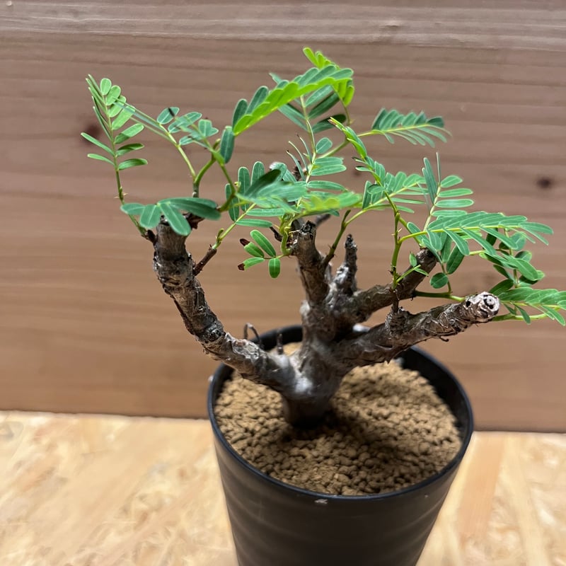 2 巨大センナ・メリディオナリス 抜き苗 最終価格 2 巨大センナ・メリ