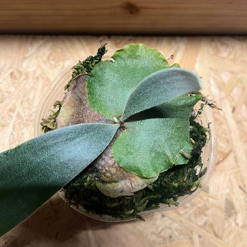 ビカクシダ ホワイトホーク | GREEN LUCK