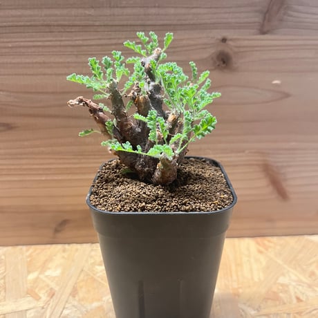 アルテルナンス | STORES