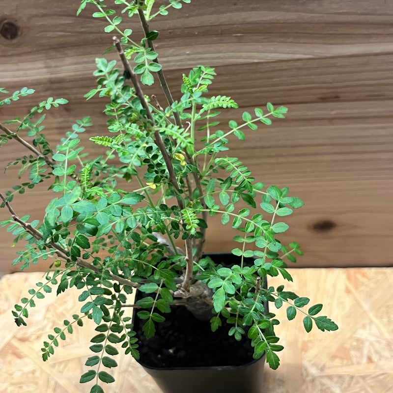 ボスウェリア ネグレクタ | GREEN LUCK