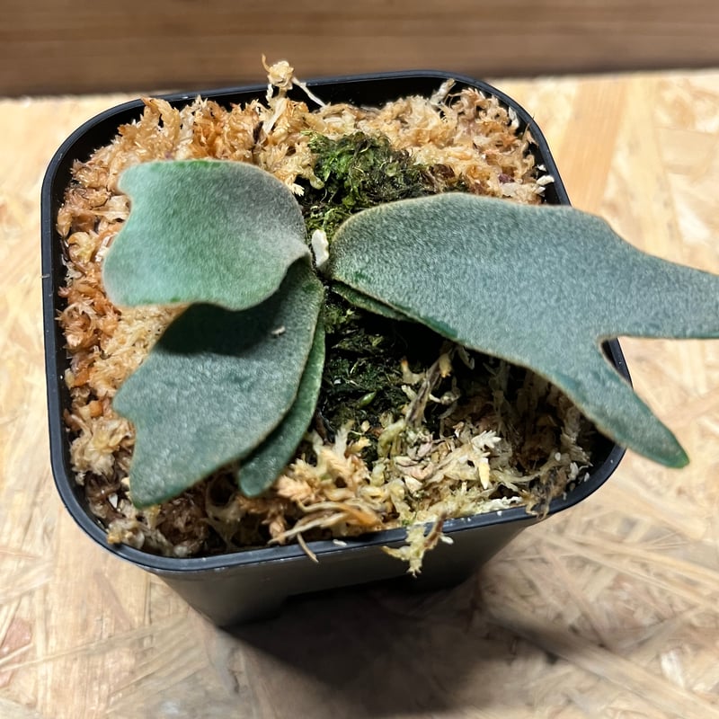 ビカクシダ ジェニー | GREEN LUCK