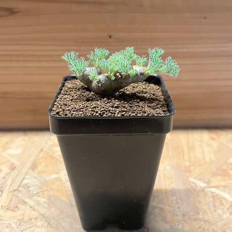 モンソニアムルチフィダ | STORES