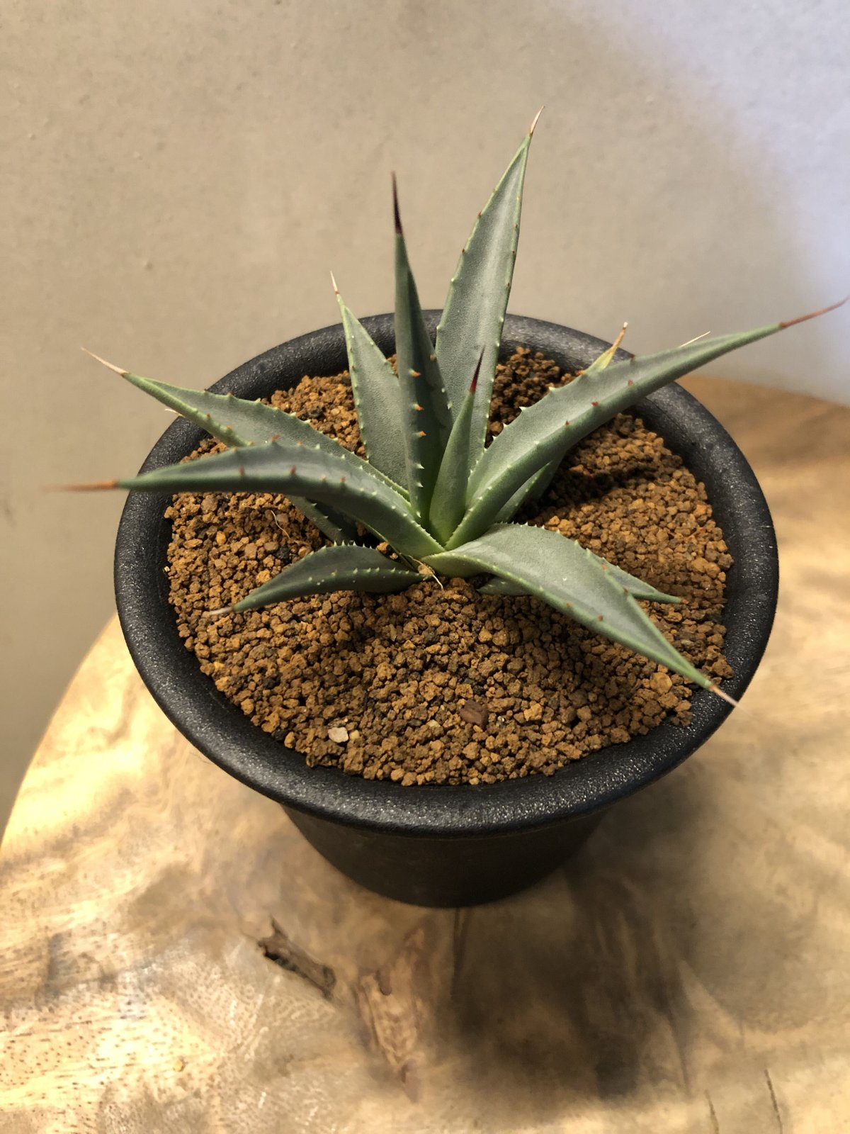 月末セール【アガベ ユタエンシス「ネバデンシス鮮明黄覆輪斑」子株