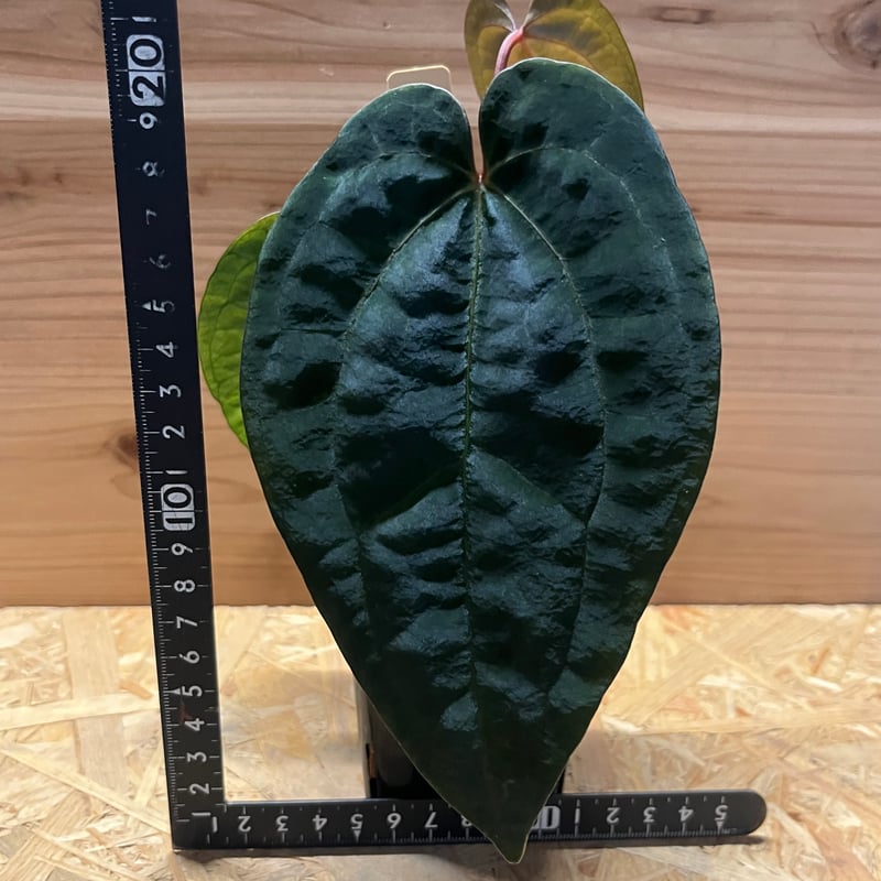 アンスリウム エースオブスペード ダークフォーム セルフ | GREEN LUCK