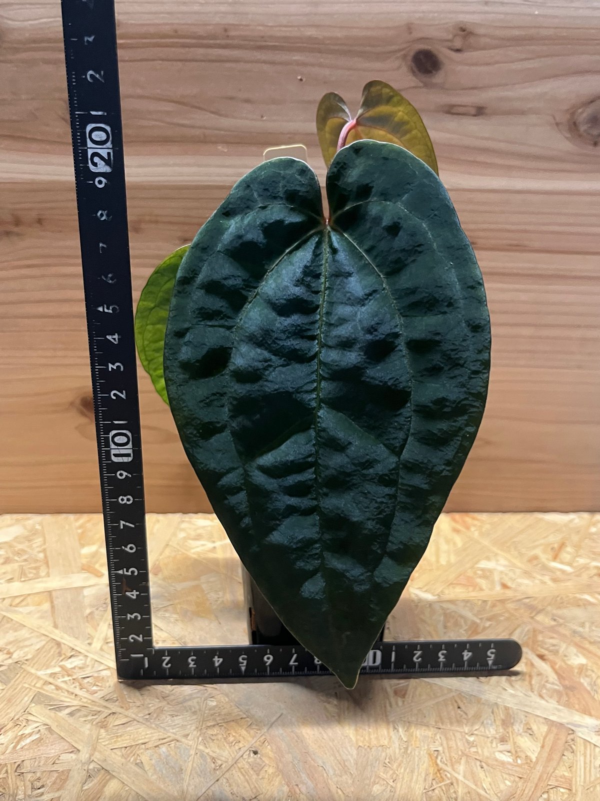 ガラクーシア　アンスリウム　AOS 選抜株 ♠️Anthurium 'Ace of Spades'について｜acu_s_forest
