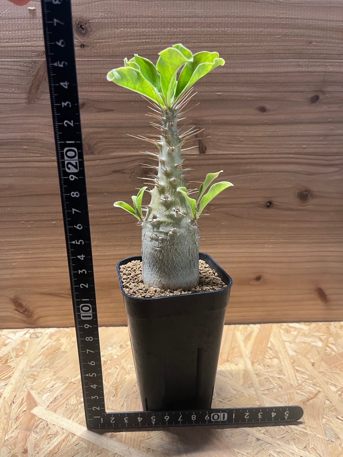 パキポディウム サンデルシー | GREEN LUCK