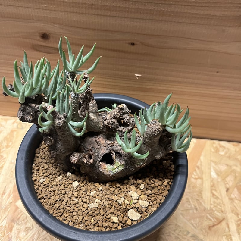 良型チレコドン・ペアルソニー 白象 冬型塊根植物 発根済 現地株 万物想 チレコドン・ペアルソニー～白象～発根管理 || Tylecodon