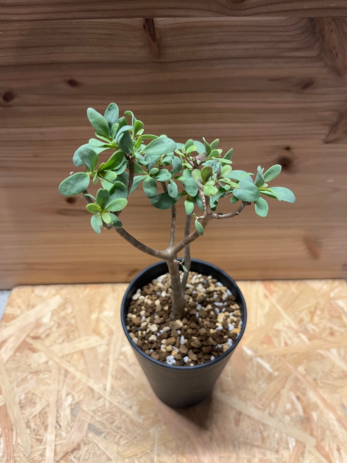 オトンナ アルブスクラ | GREEN LUCK