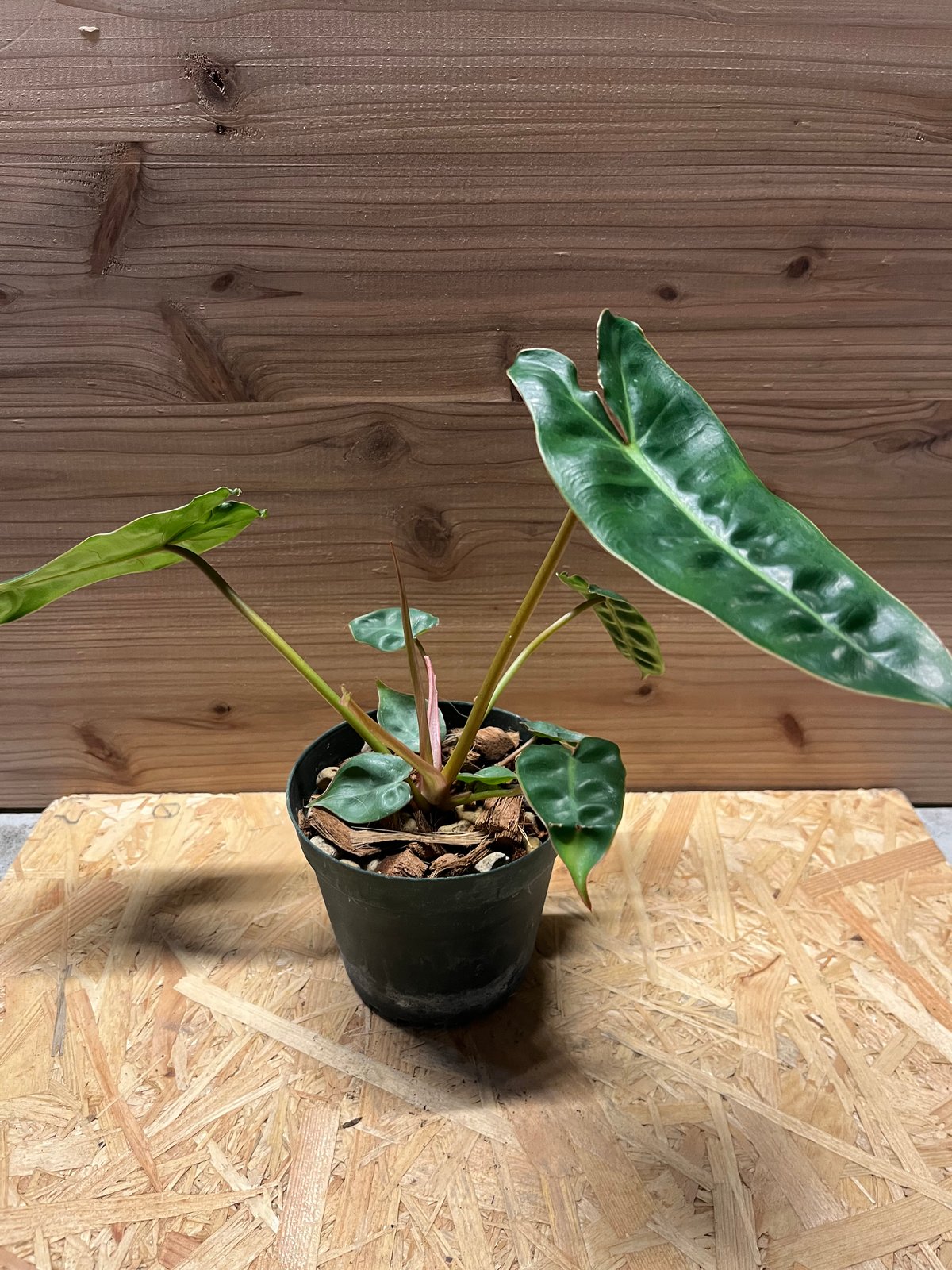 フィロデンドロン・ビリエティアエ フィロデンドロン ビリエティアエ（オレンジクレーン）：写真