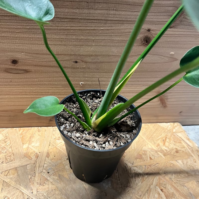 モンステラ　専用 斑入りモンステラ