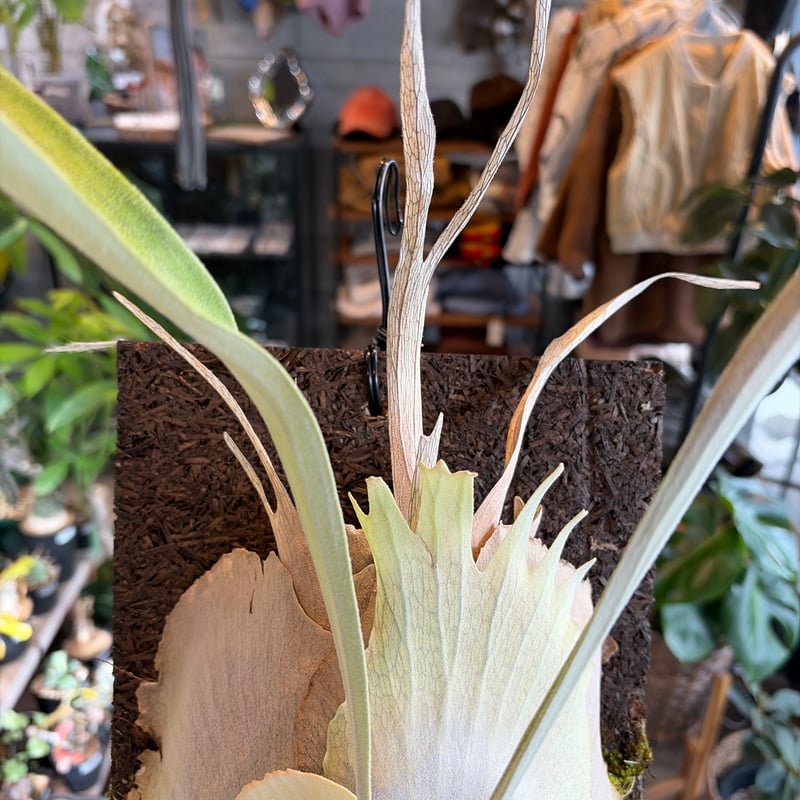 ビカクシダ ベイチー ワイルド | GREEN LUCK