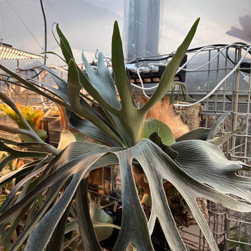 ビカクシダ FSQ デラロッチャ | GREEN LUCK