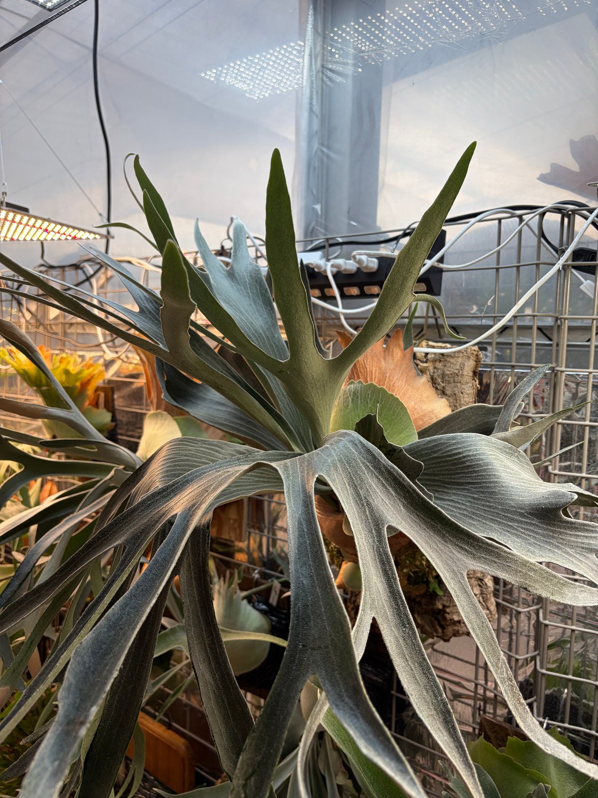 ビカクシダ　デラロッチャ ビカクシダ FSQ デラロッチャ | GREEN LUCK