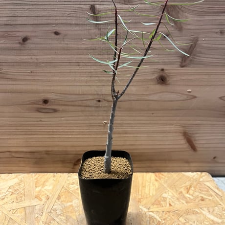 セール中❗️ 御神木に❗️ 長ホリダ　高さ40cm以上　ユーフォルビア kaiu-art_inrjhh13