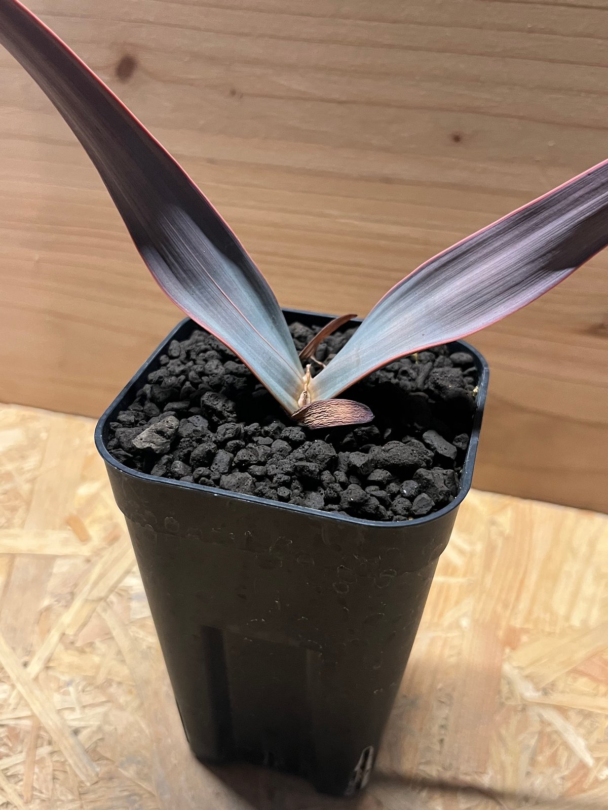 ウェルウィッチア ミラビリス 奇想天外 | GREEN LUCK