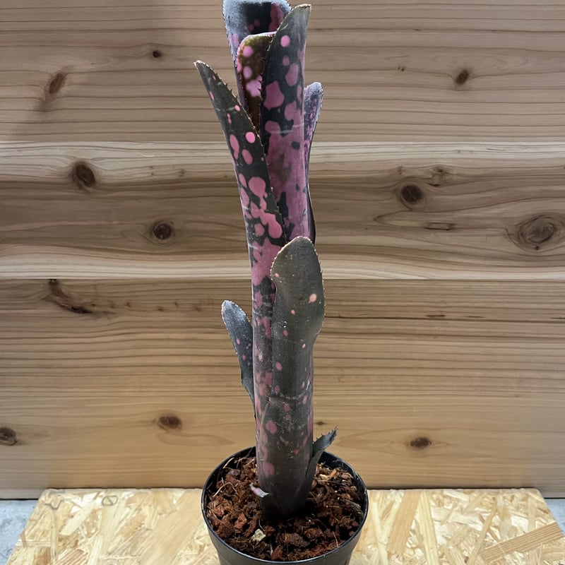 ビルベルギア インセンディアリーデライト | GREEN LUCK