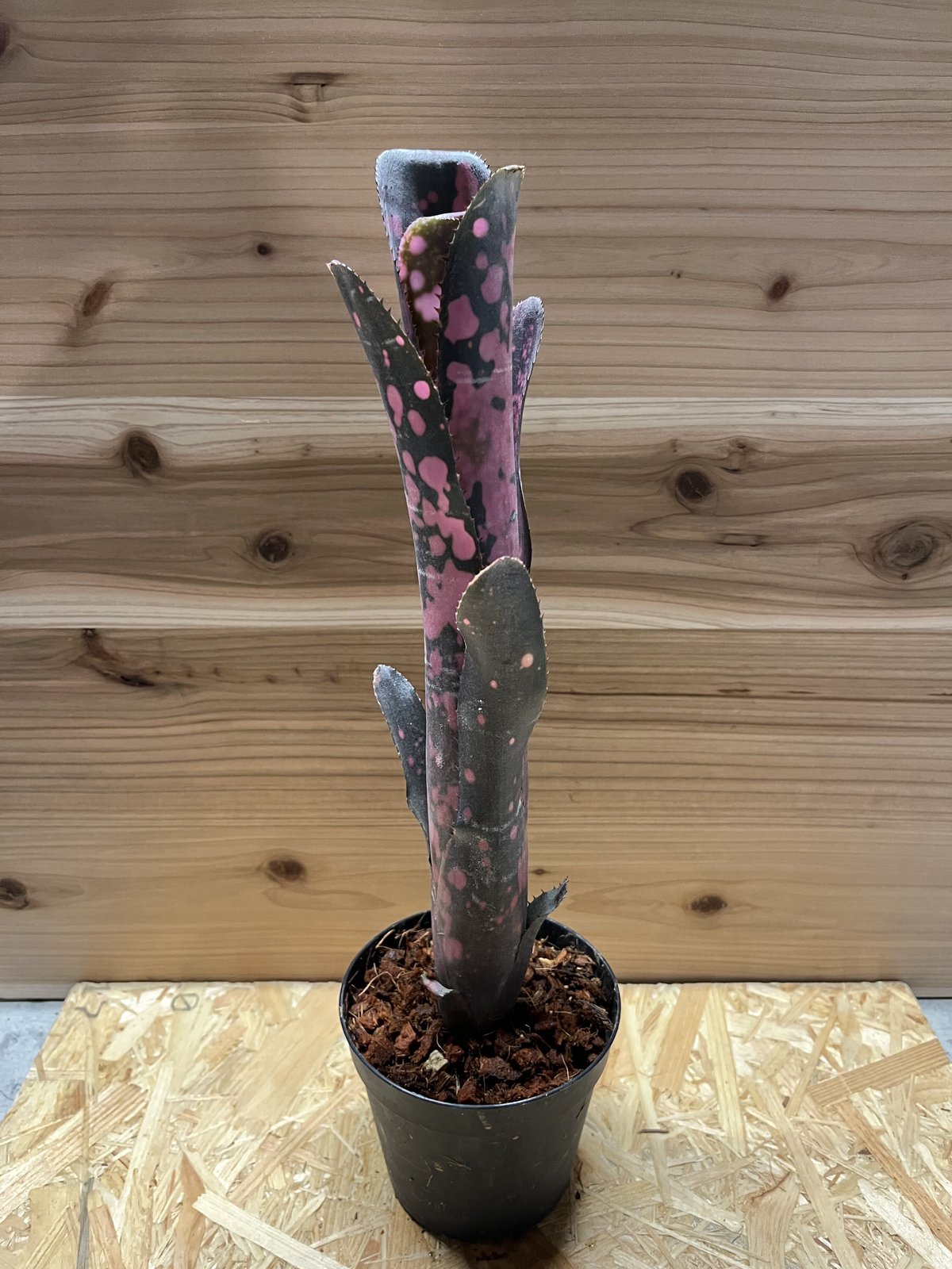 ビルベルギア インセンディアリーデライト 子株 ビルベルギア