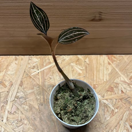 CATEGORY 観葉植物 | GREEN LUCK CATEGORY 観葉植物 | GREEN LUCK