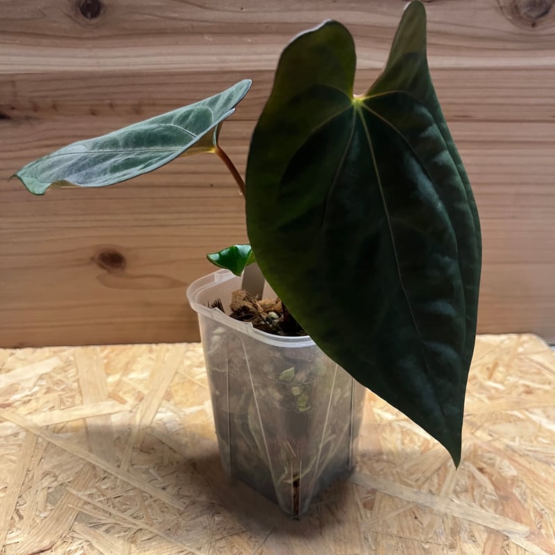 アンスリウム　パピリラミナム x ポーティラエ 大株 アンスリウム パピリラミナム x ポーティラエ 大株 アンスリウム