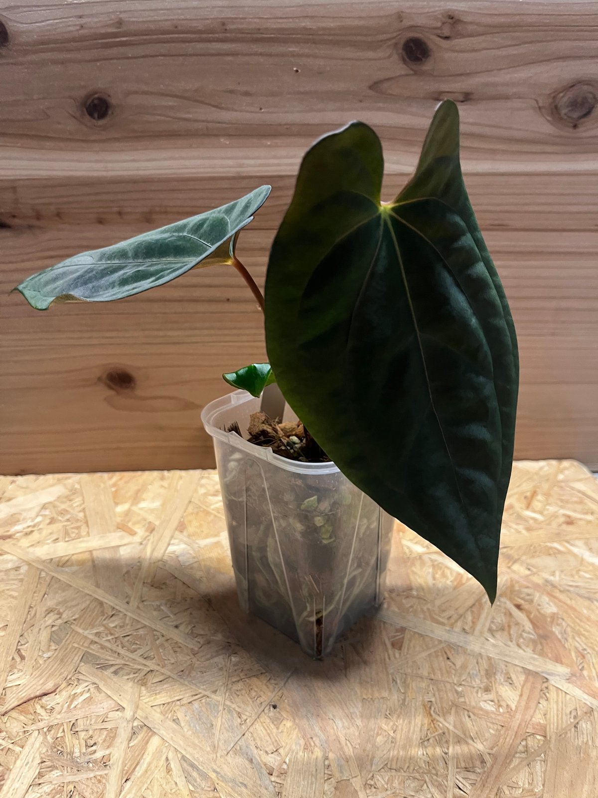 アンスリウム パピリラミナム | GREEN LUCK