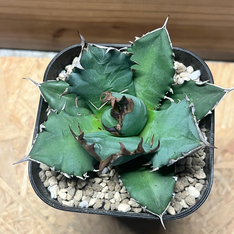 アガベ チタノタ '姫厳竜' | GREEN LUCK