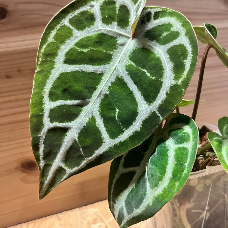 アンスリウム　クリスタルシルバー　オリジナル　斑入り コレクション】アンスリウム'ミシェル'× 'クリスタルシルバー