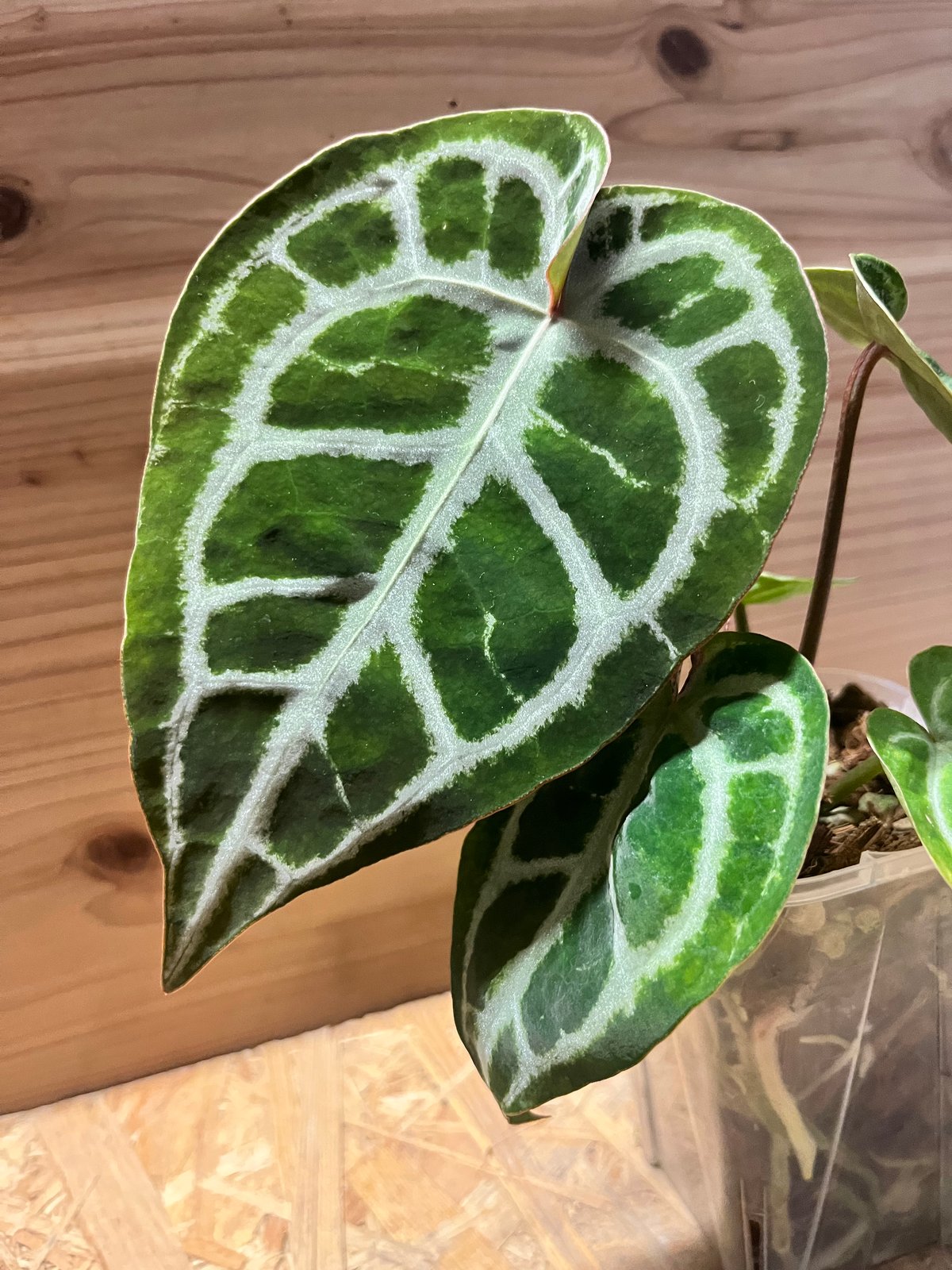 アンスリウム ドラヤキシルバー×エンジェルズドリーム×レッド