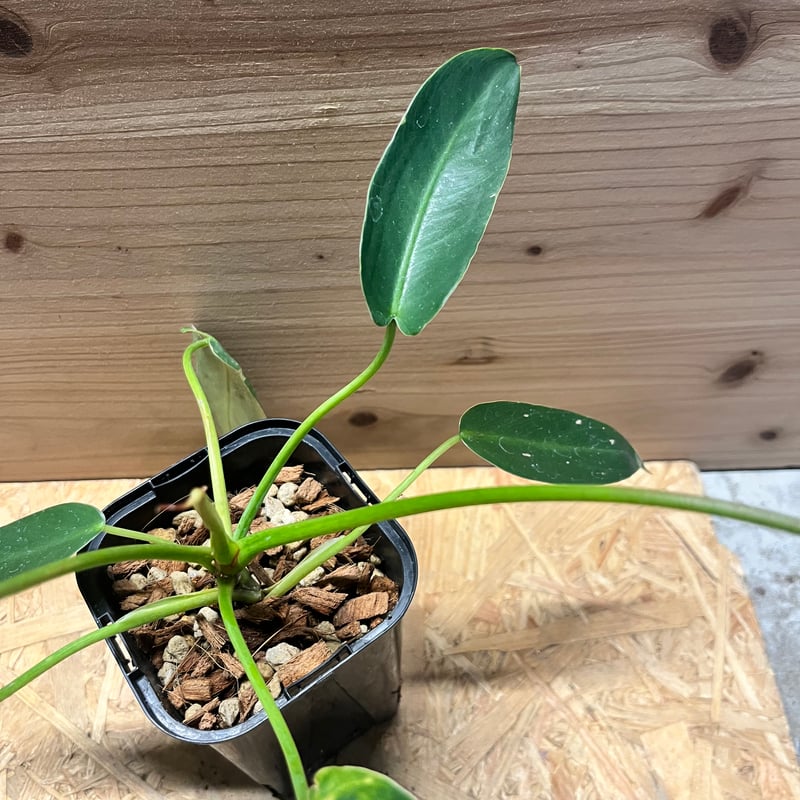 フィロデンドロン スピリタスサンクチ | GREEN LUCK