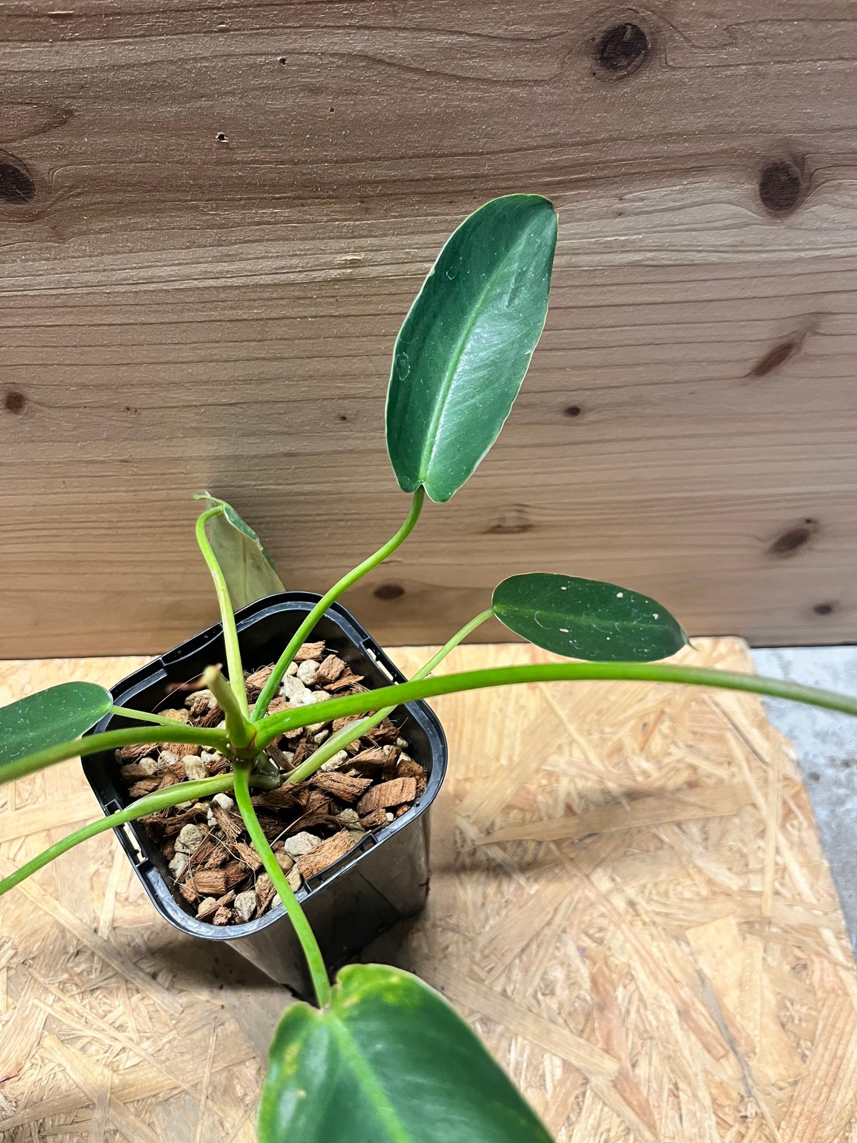 フィロデンドロン スピリタスサンクチ | GREEN LUCK