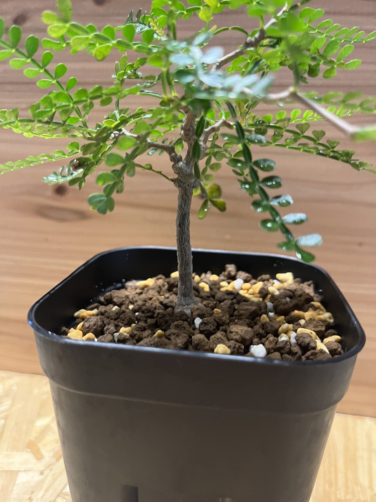 オペルクリカリア パキプス 実生 | GREEN LUCK