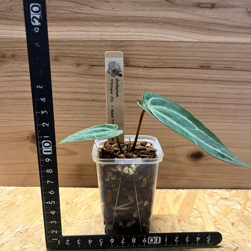 アンスリウム FTGクリスタル× ミシェル×レッドベルベットケーキ