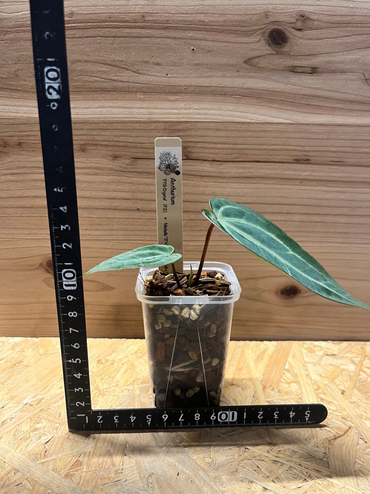 アンスリウム FTGクリスタル× ミシェル×レッドベルベットケーキ