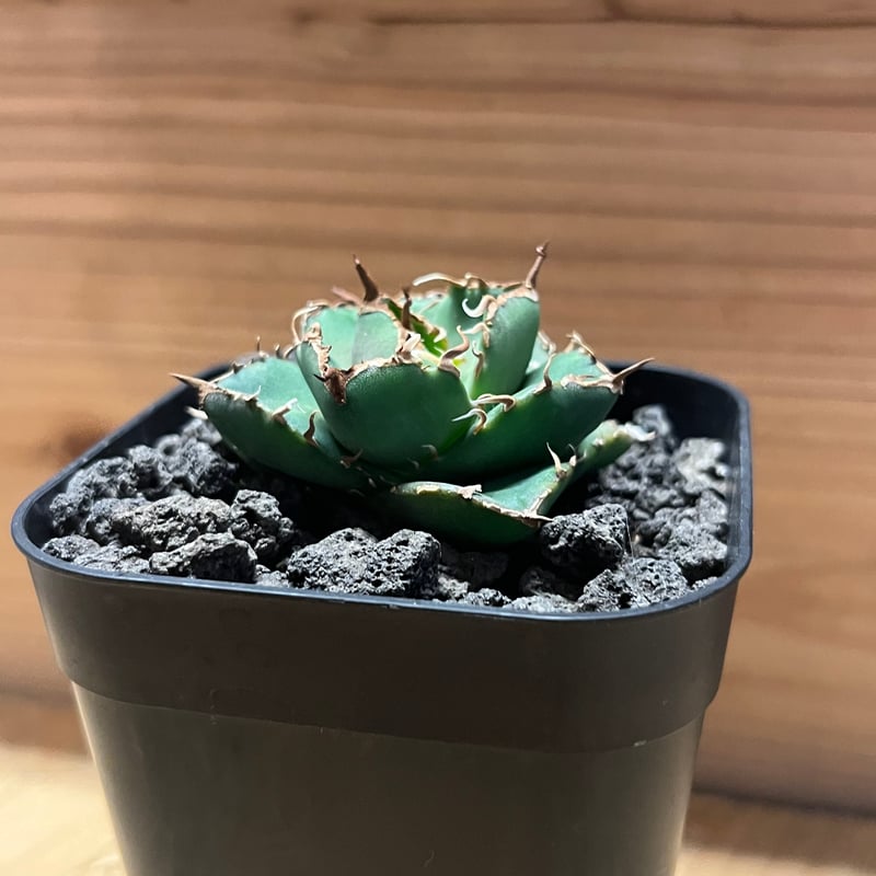 アガベ チタノタ チャム | GREEN LUCK